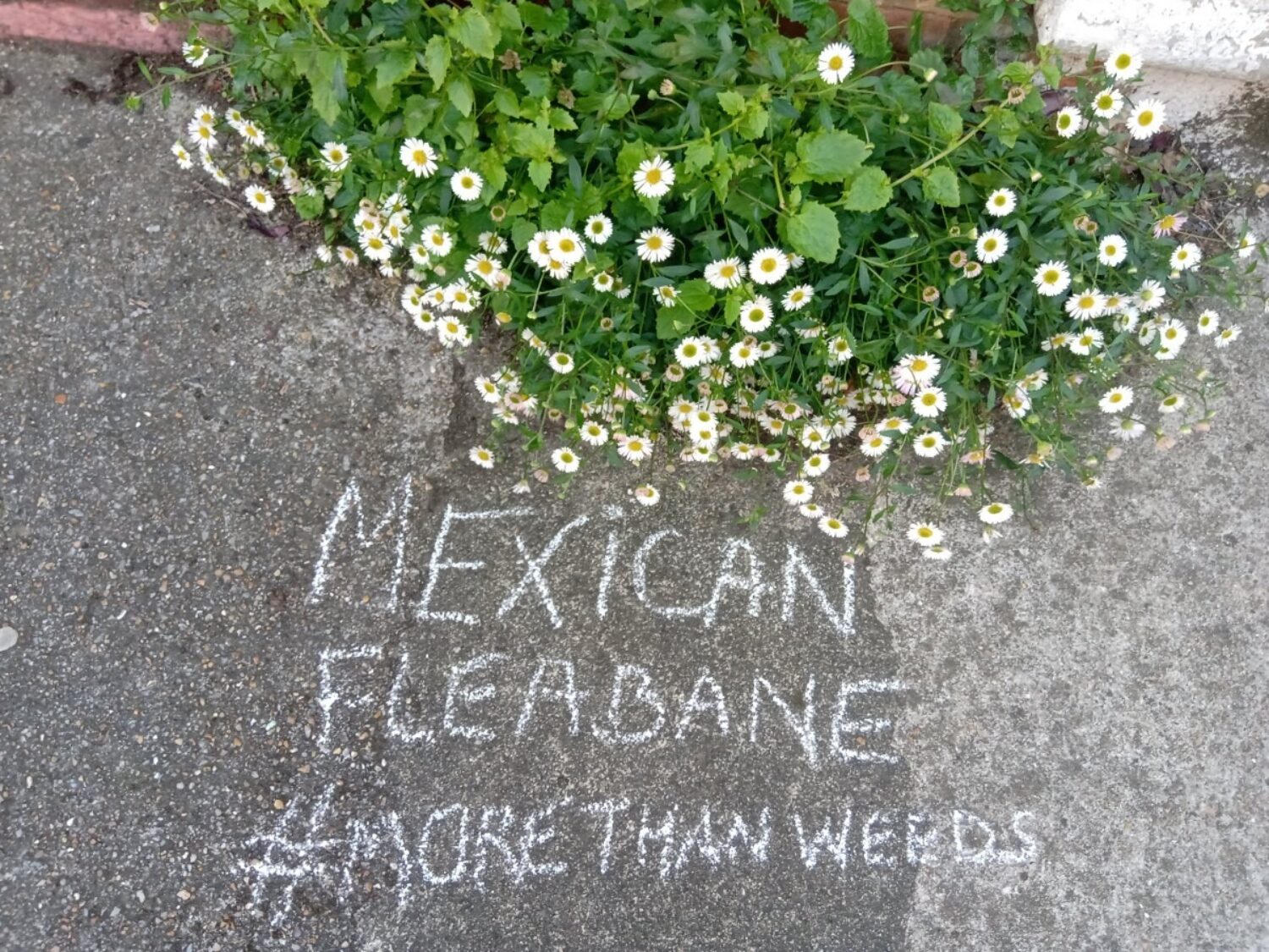 More Than Weeds